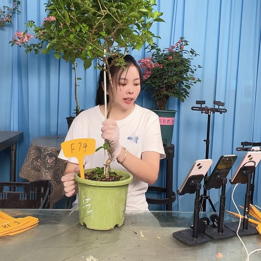 歪***猫大部分开放少量花苞F74魔法樱花