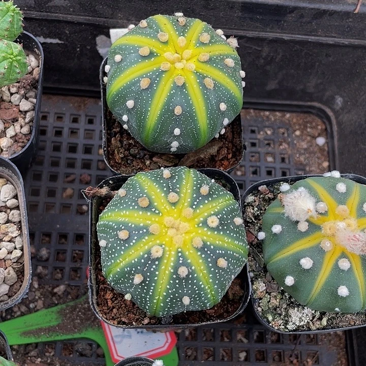 星兜锦6.8带盆土发