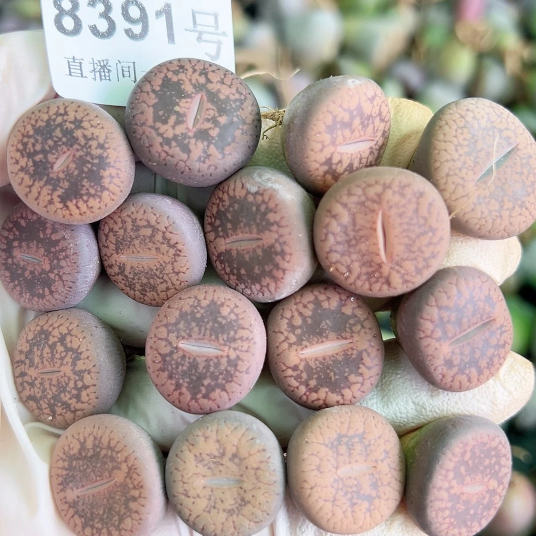 8391 好养易活生石花大母本16个1.5cm左右