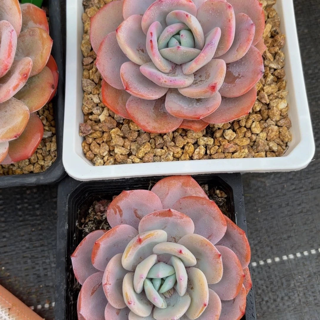 哈哈哈哈哈哈哈哈哈