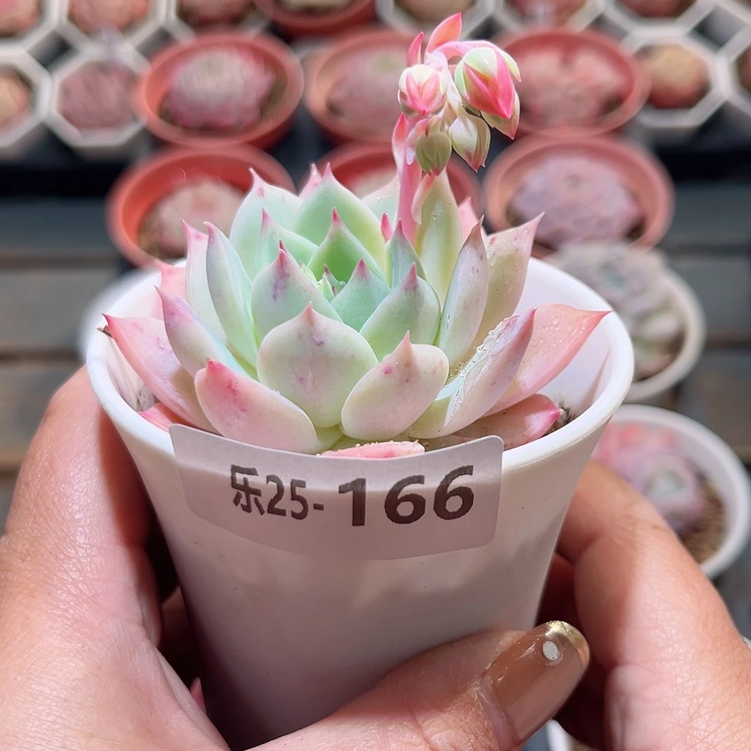 乐25-166 蒂比单头