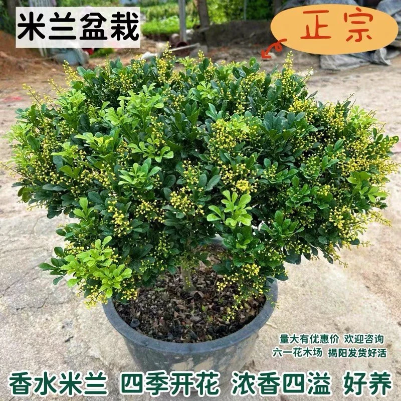 香水米兰花盆栽树苗带花苞花卉绿植室内客厅阳台驱蚊四季开花植物