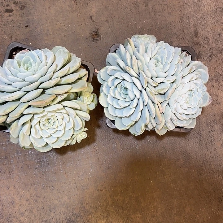 雪恋群生精品多肉