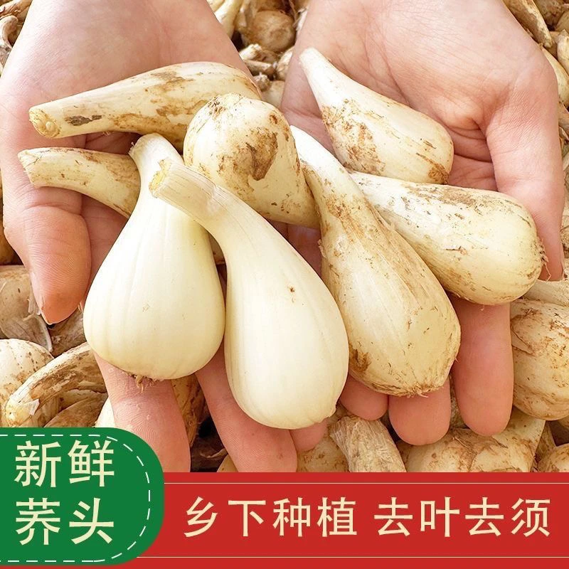 （代收）荞头种子新鲜现挖无叶荞头藠新种现挖蔬菜大荞头大藠头