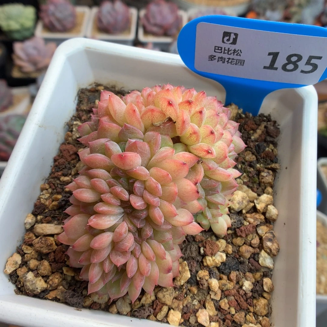 185甘露缀化多肉植物