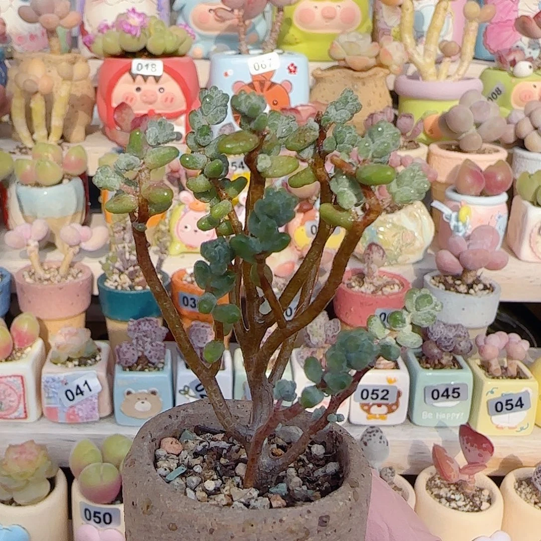 幸运树 盆口3.5cm