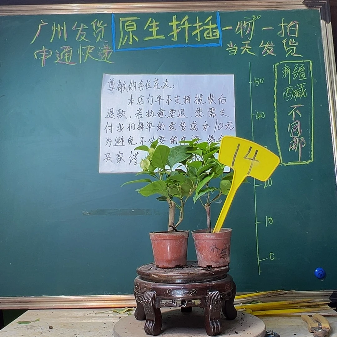 当前无花栽培后可以开花绿樱掌中宝 苏瓦娜掌中宝14