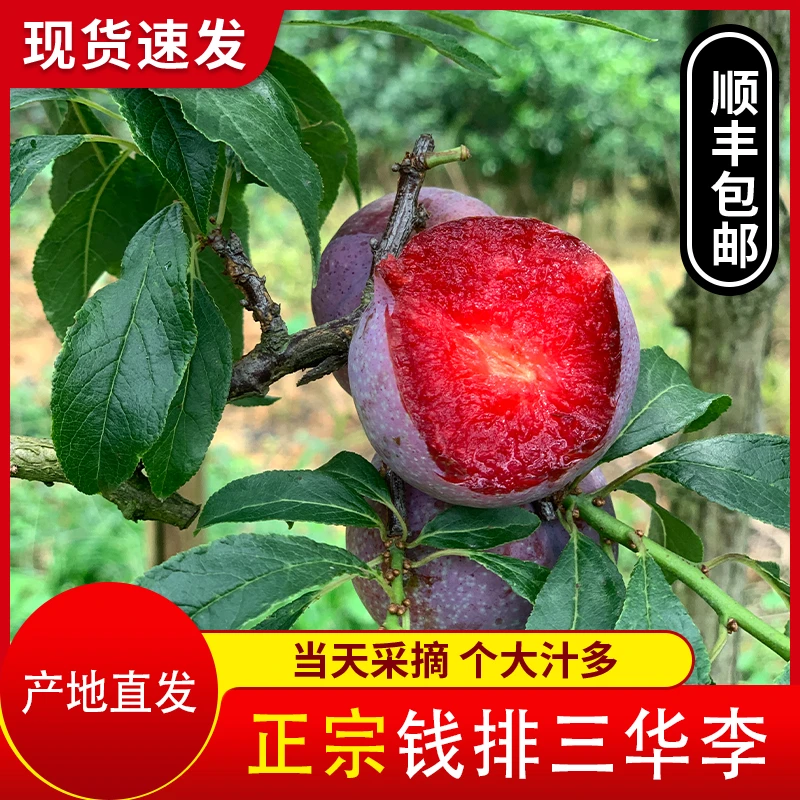 正宗钱排银妃三华李大果单果一两起孕妇水果红心李新鲜采摘山地果