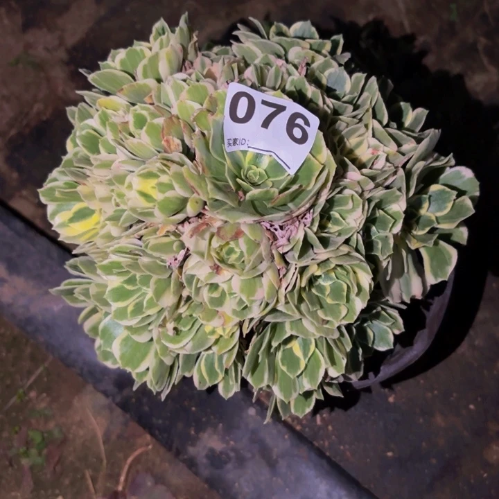 076碧玉多肉植物不售后