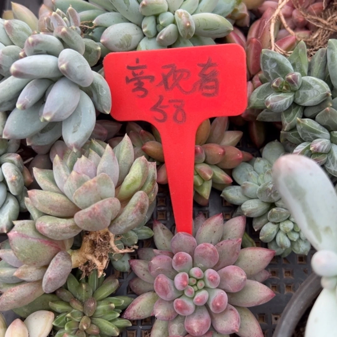 ****者旁观者58。