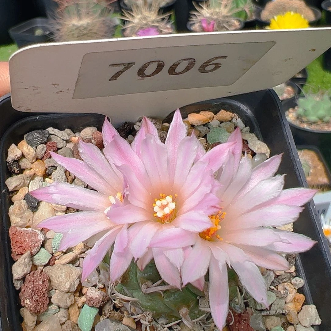 7006娇丽实生裸根发
