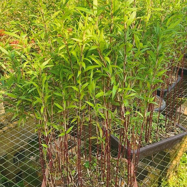 阿***国红寒竹111111111