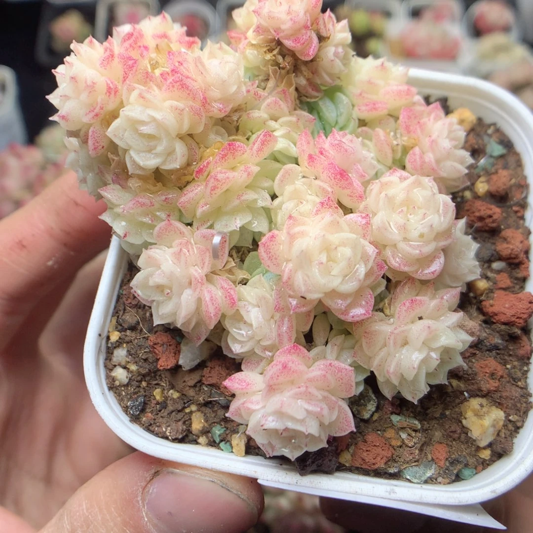 无花朵D60。yyyyyy