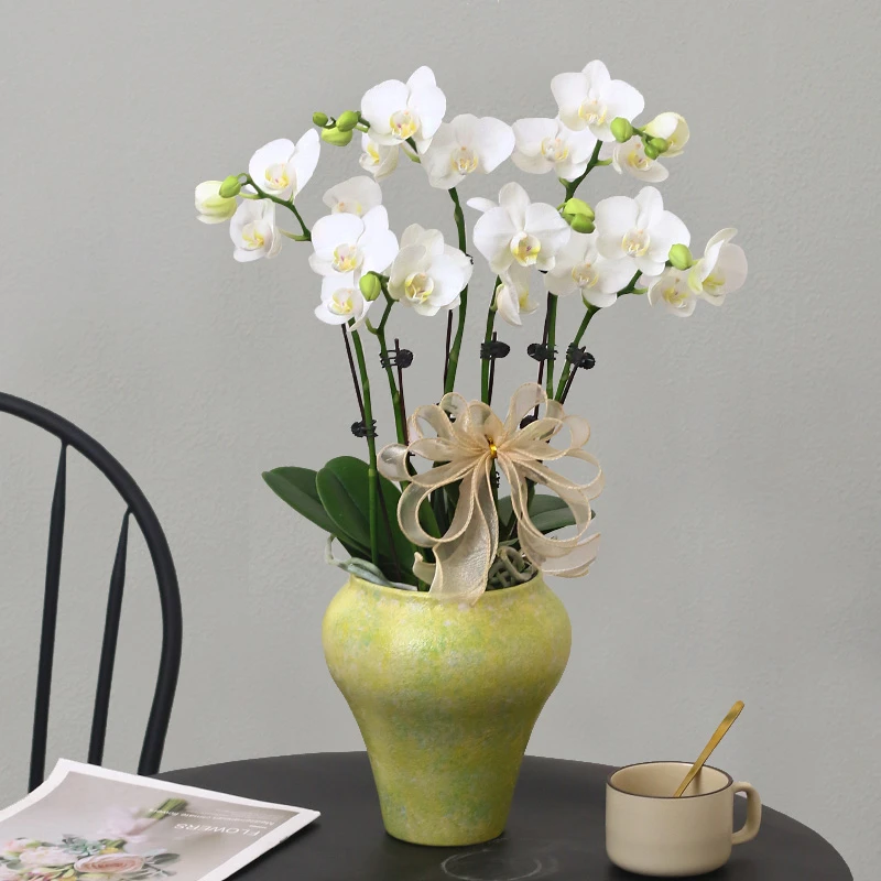 蝴蝶兰【阿玛】带花带盆组好发货乔迁结婚送礼前台客厅装饰