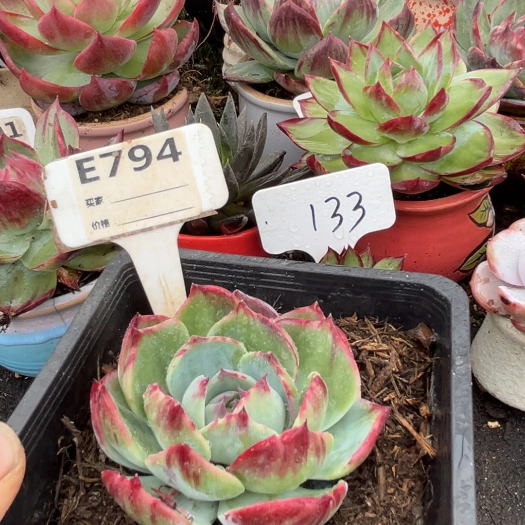 惊鸿仙子多肉植物794