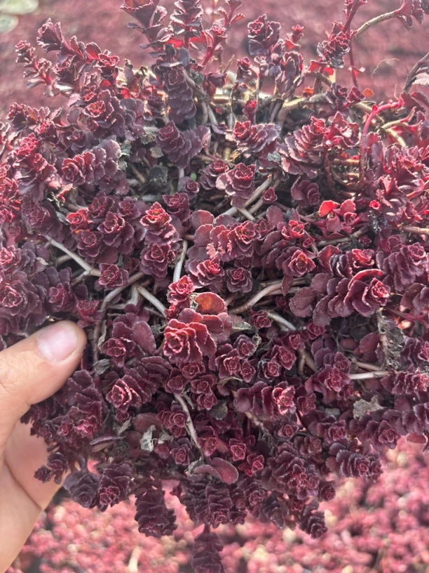 小球玫瑰 多肉植物新手好养（满9.9包邮）