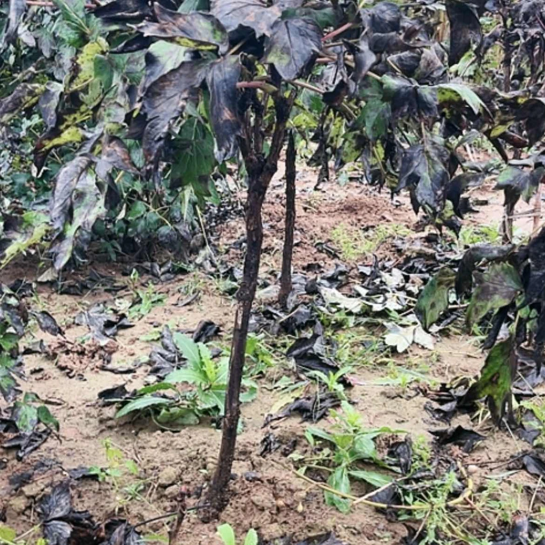 【闪购商品】完全开放花王独杆