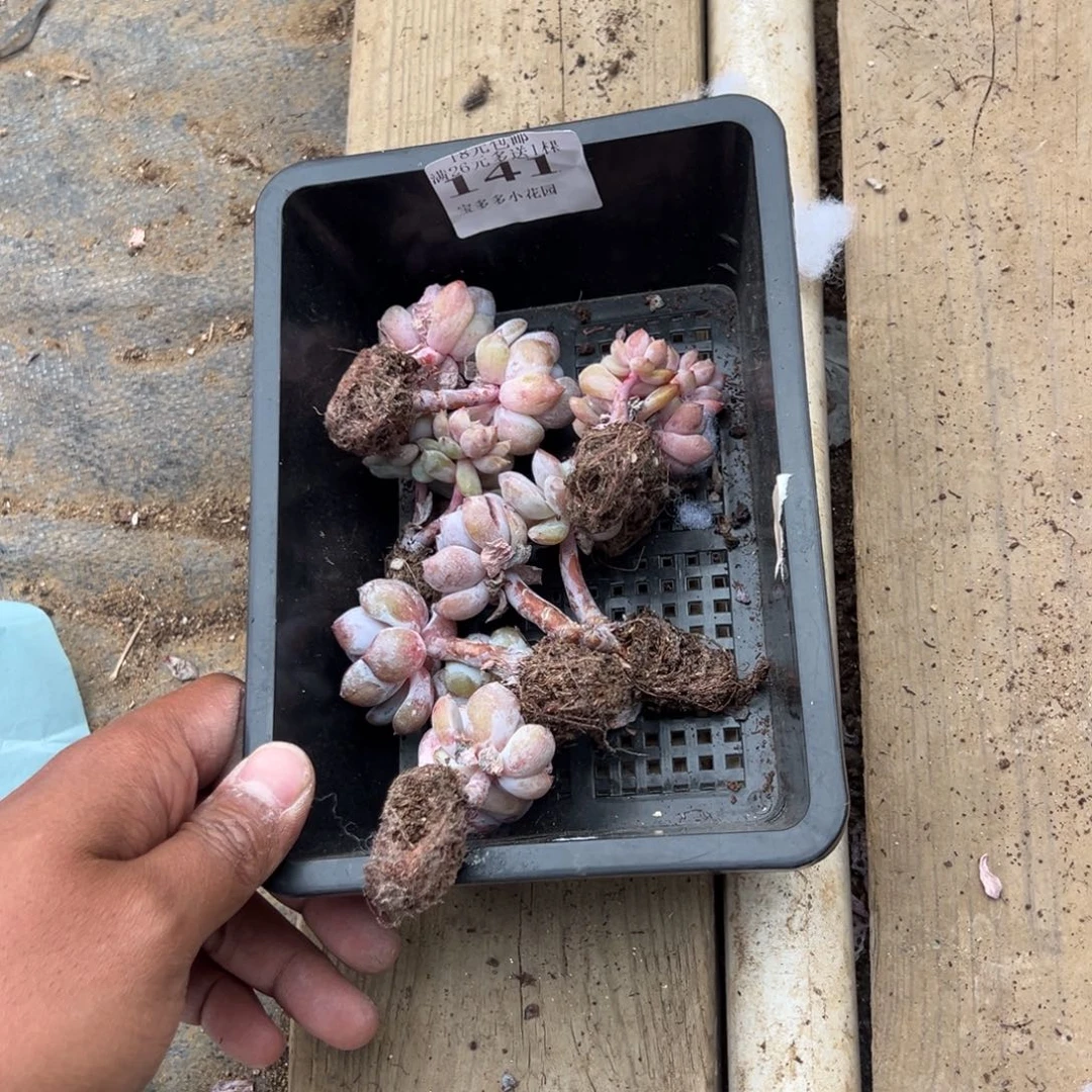 积***丧141号到手一筐一物一拍