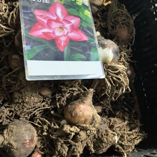 当前无花栽培后可以开花花孔雀6厘米裸根球3棵