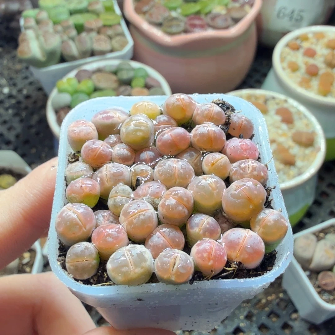 旺***仙多肉植物的生长发育和696