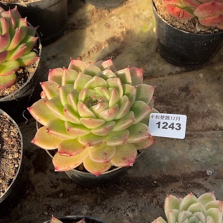 阿雅园艺。      1243