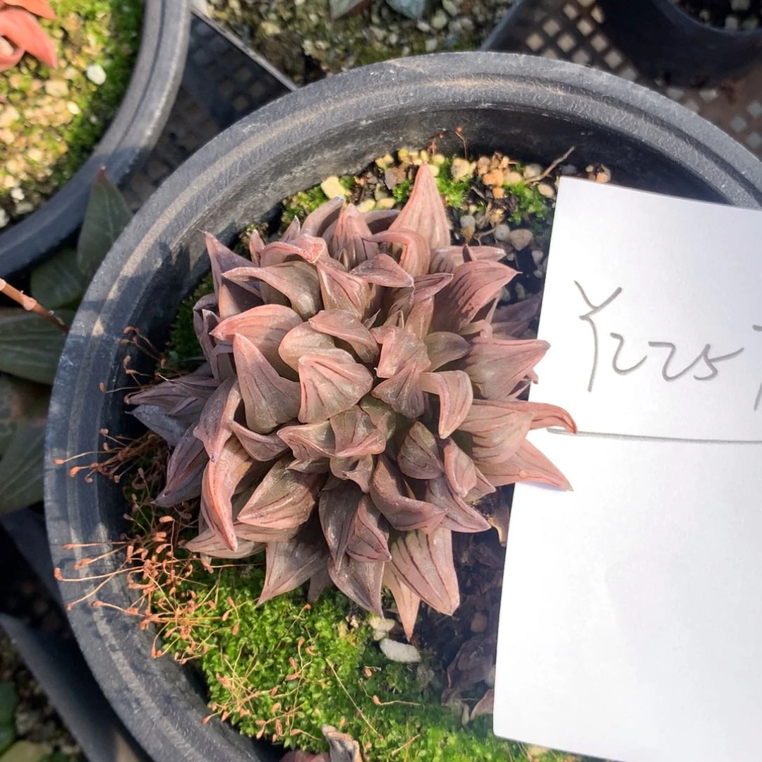 ✨****2257。 一颗西瓜寿福利。