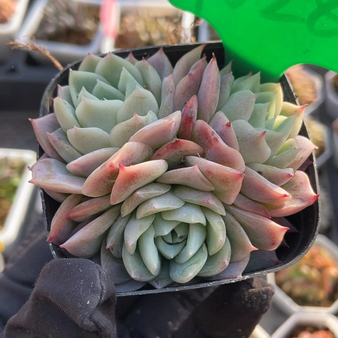 1028孤星多肉植物保护