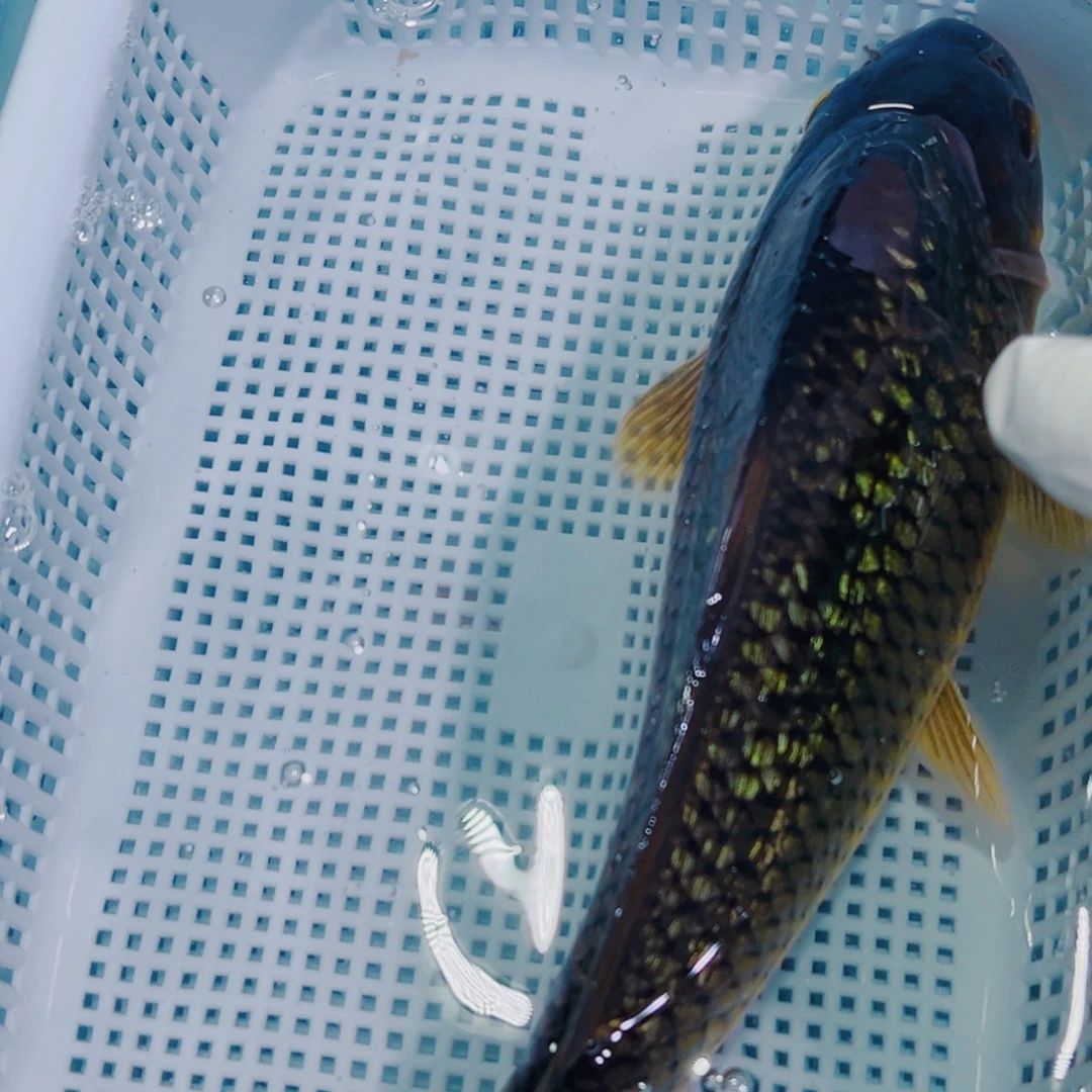 锦鲤锦鲤冷水鱼观赏150