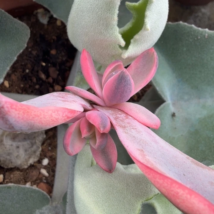 赫拉锦一刻腹轮锦腹轮锦