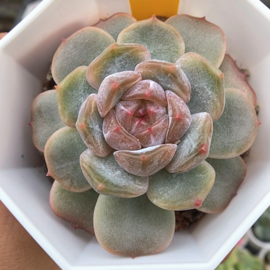 红色恋人可拍4454号。