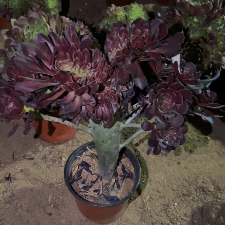 015独眼巨人多肉植物不售后