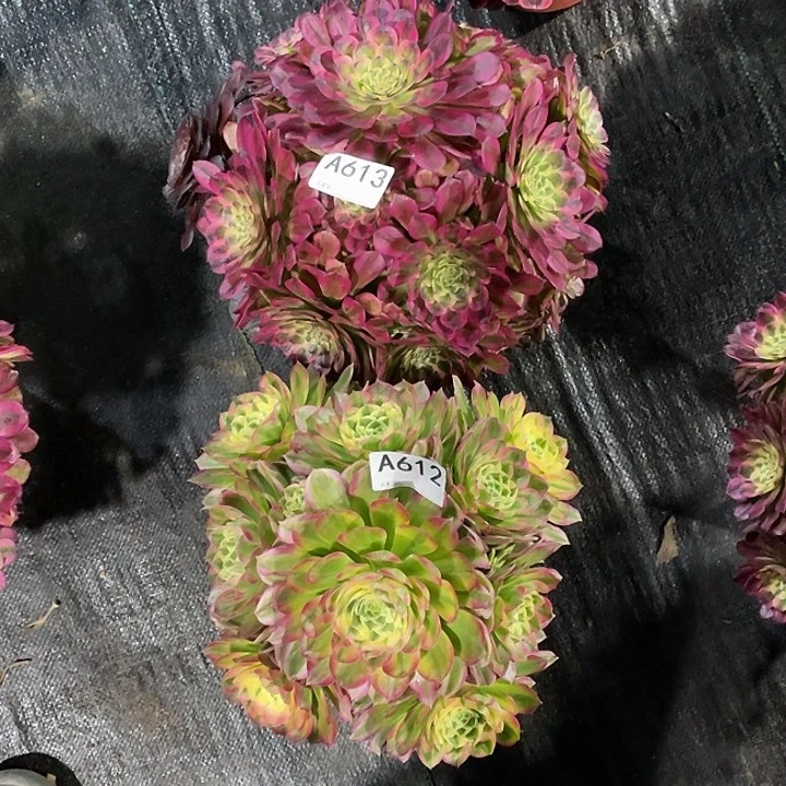 哆**梦舞天姬和海王多肉法师。 612 613