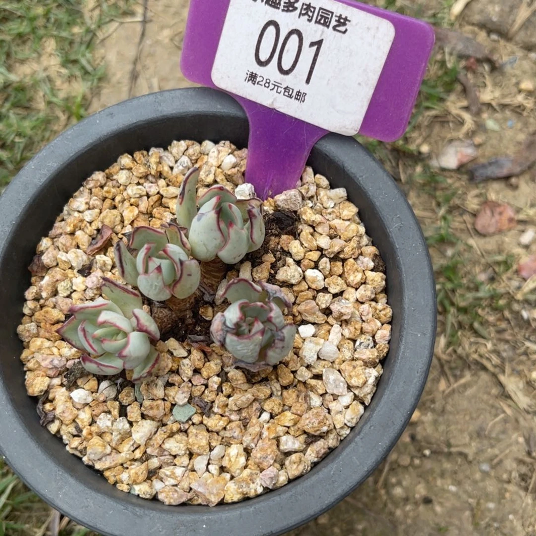 多肉植物一物一拍