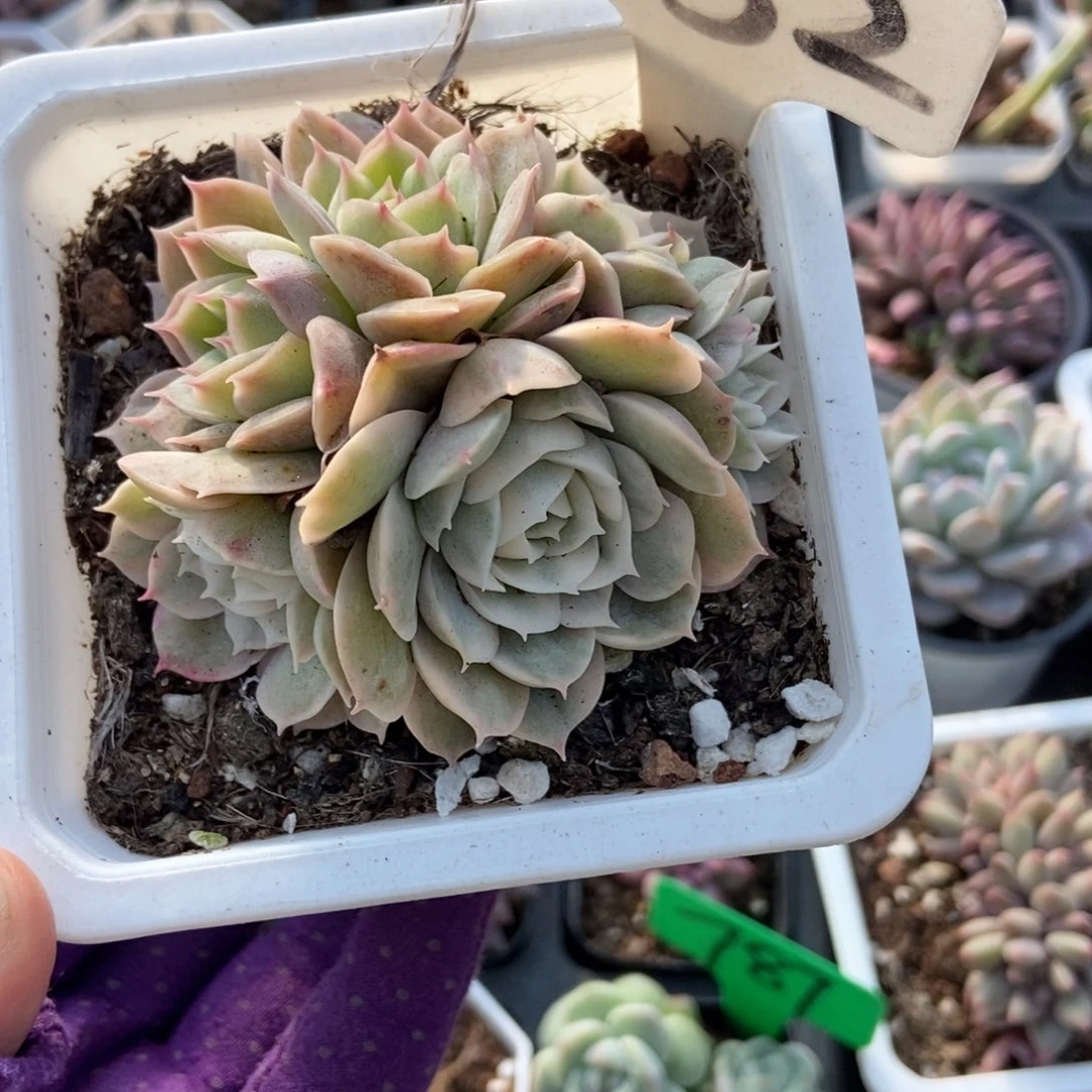 952盎司诺锦多肉植物