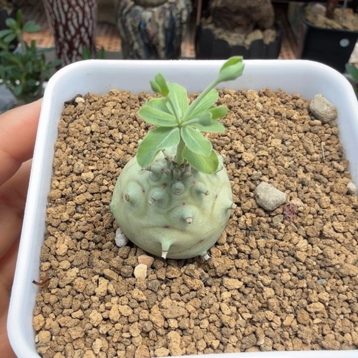 养*羊玉大戟421 仙人球