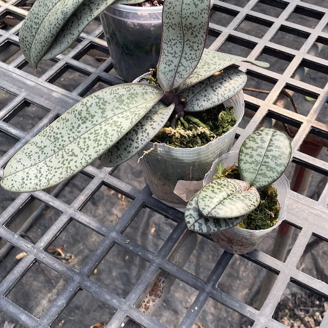 完全开放3.5银叶脉纹分生+2.5西雷利606分生（少根）