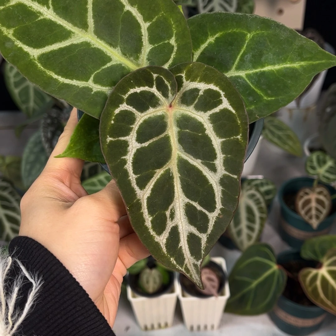 无花朵003 辐射纹杂小钻石