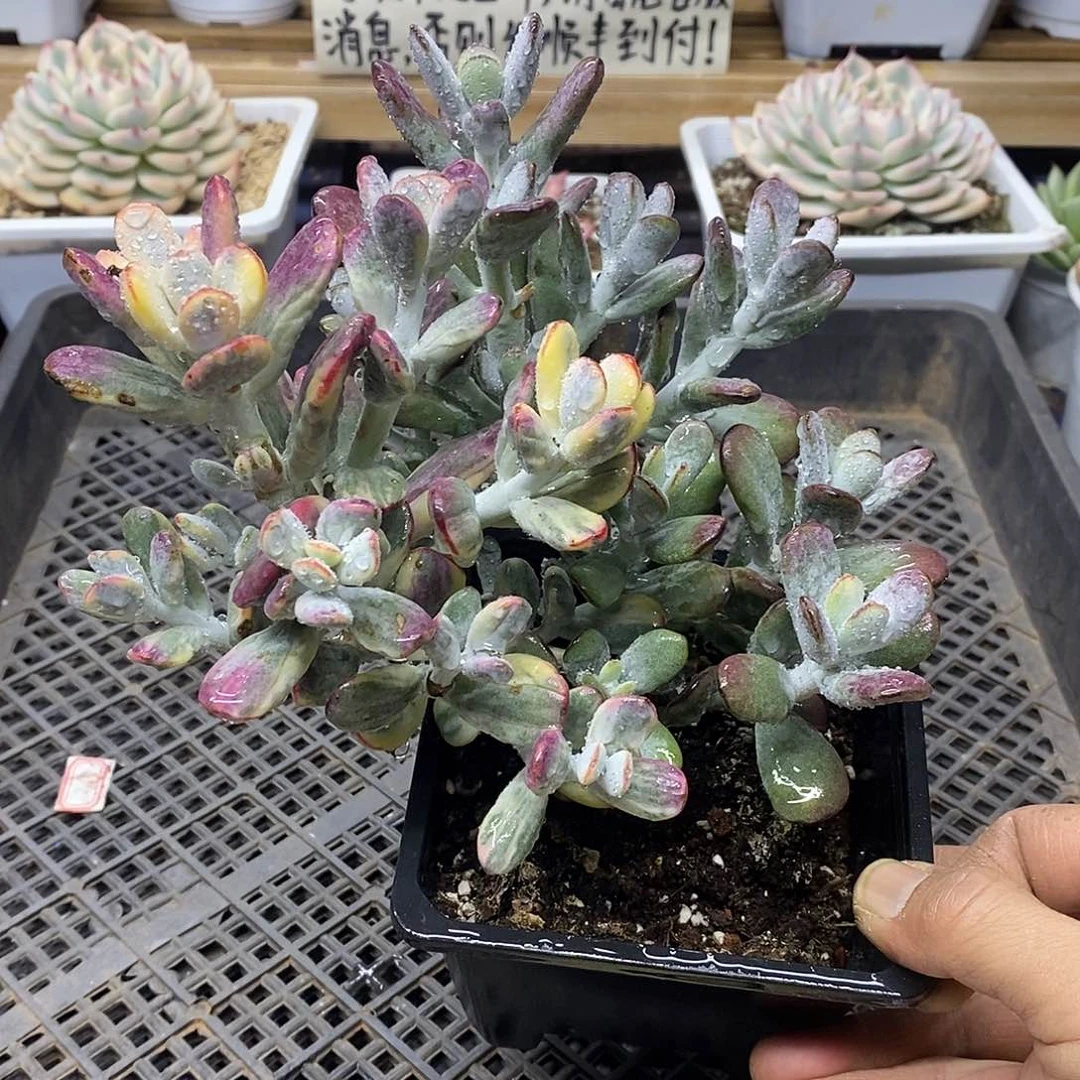 0401 大乒乓福娘锦自然群
