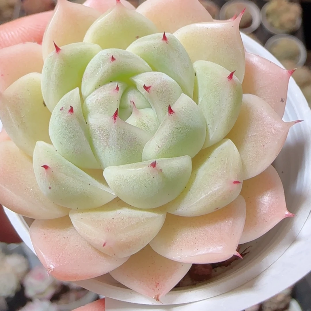 花语多肉1228-77散