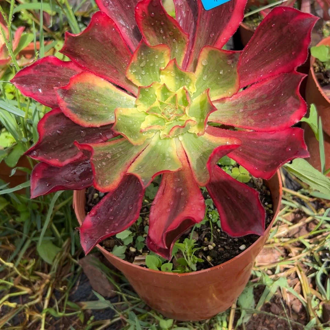 0959多肉植物魅影