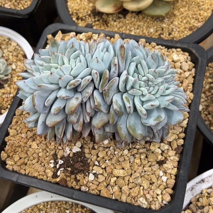 嫦娥 缀化 夏鸣园艺
