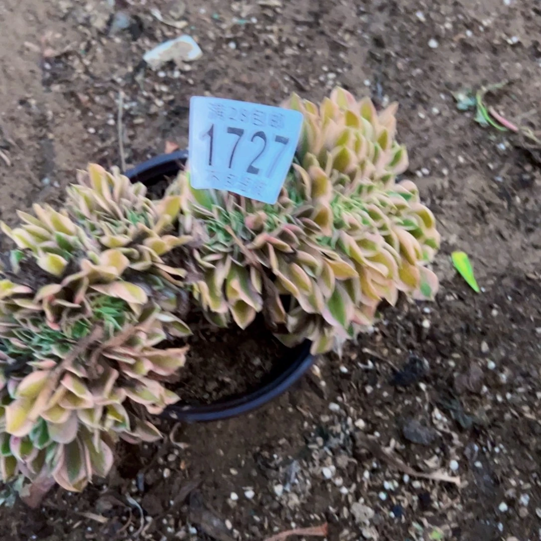 1727女郎缀多肉植物法师