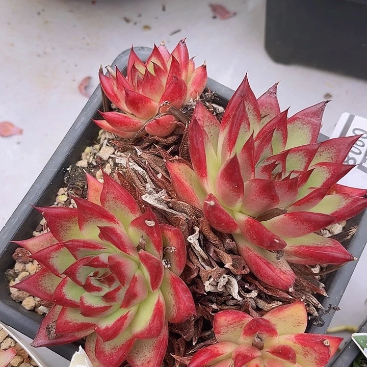 罗布0908多肉植物