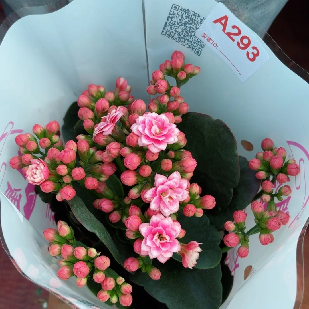 A293鸳鸯锦一颗长寿花