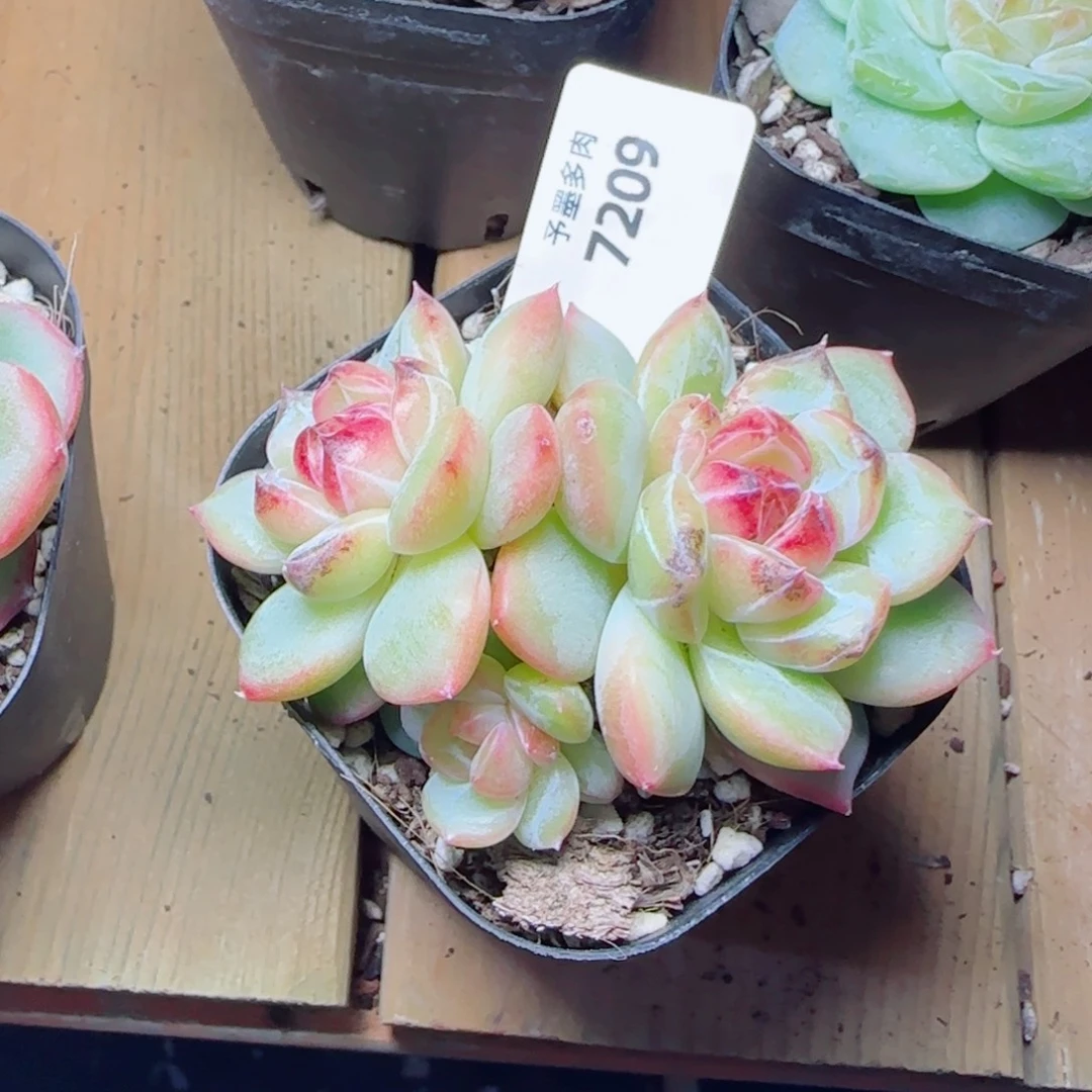 发***橙乌云，7209多肉植物