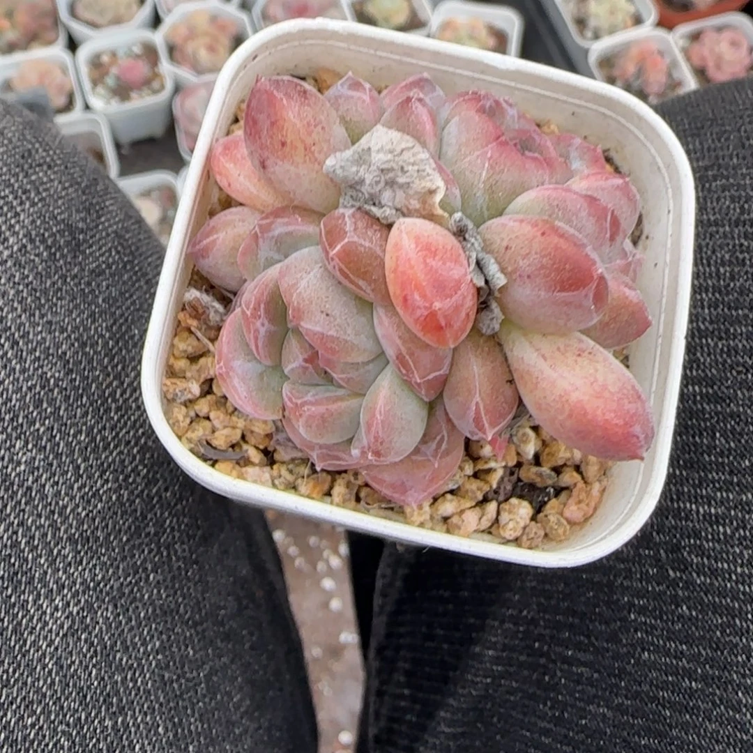 多肉小卡拉米糖心一物一拍