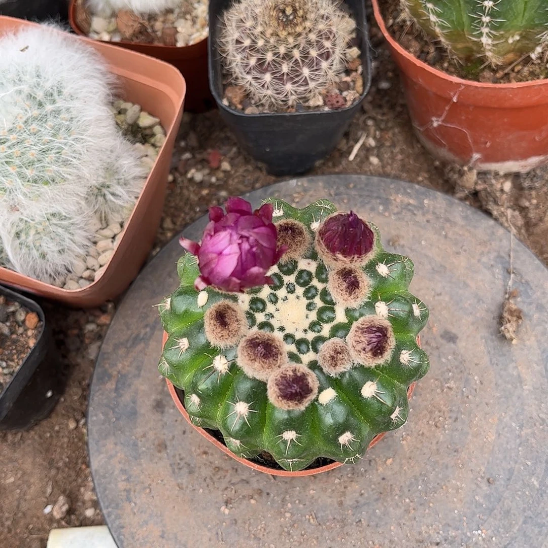 花一一一一一一一