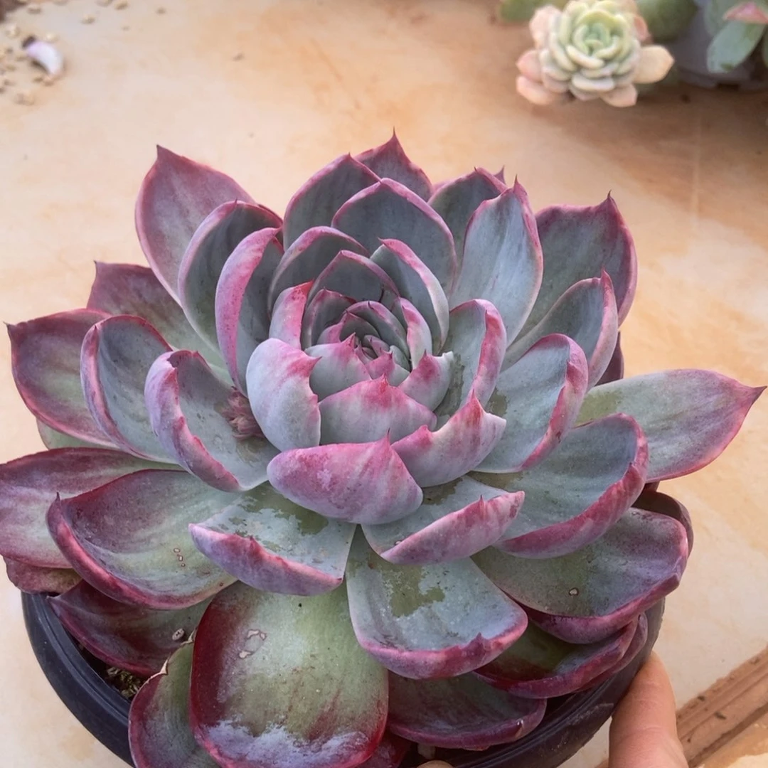 惊鸿肉多肉多肉多肉多肉