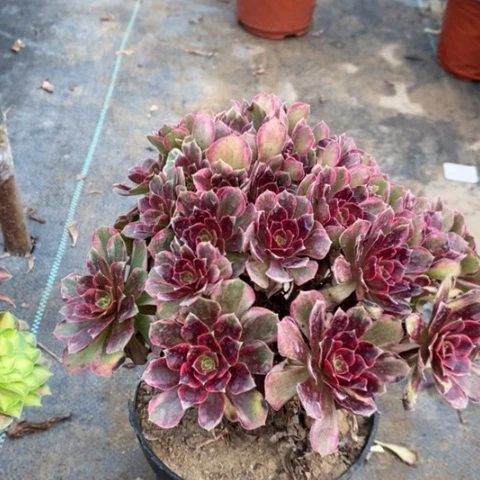 安娜多肉植物020