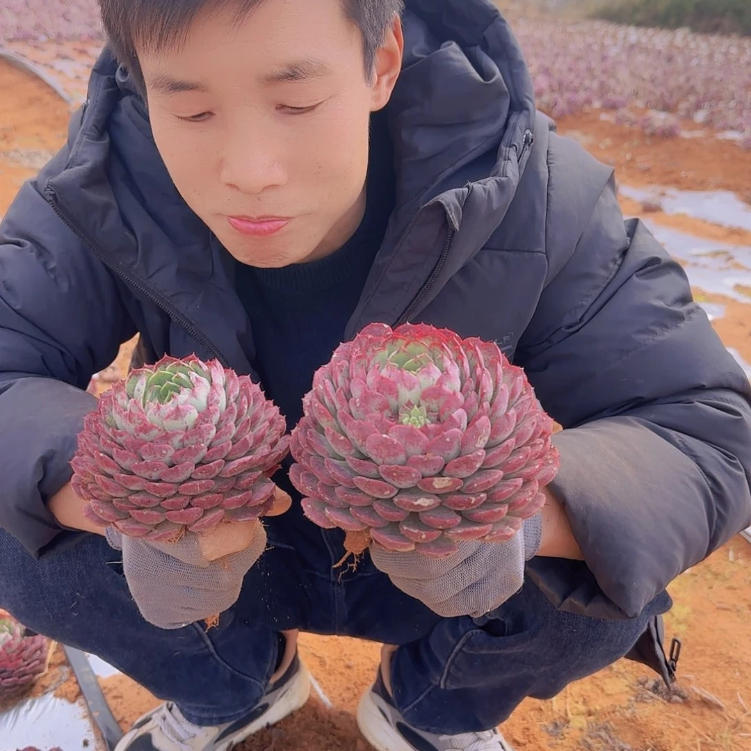 地栽朱砂痣多肉2颗